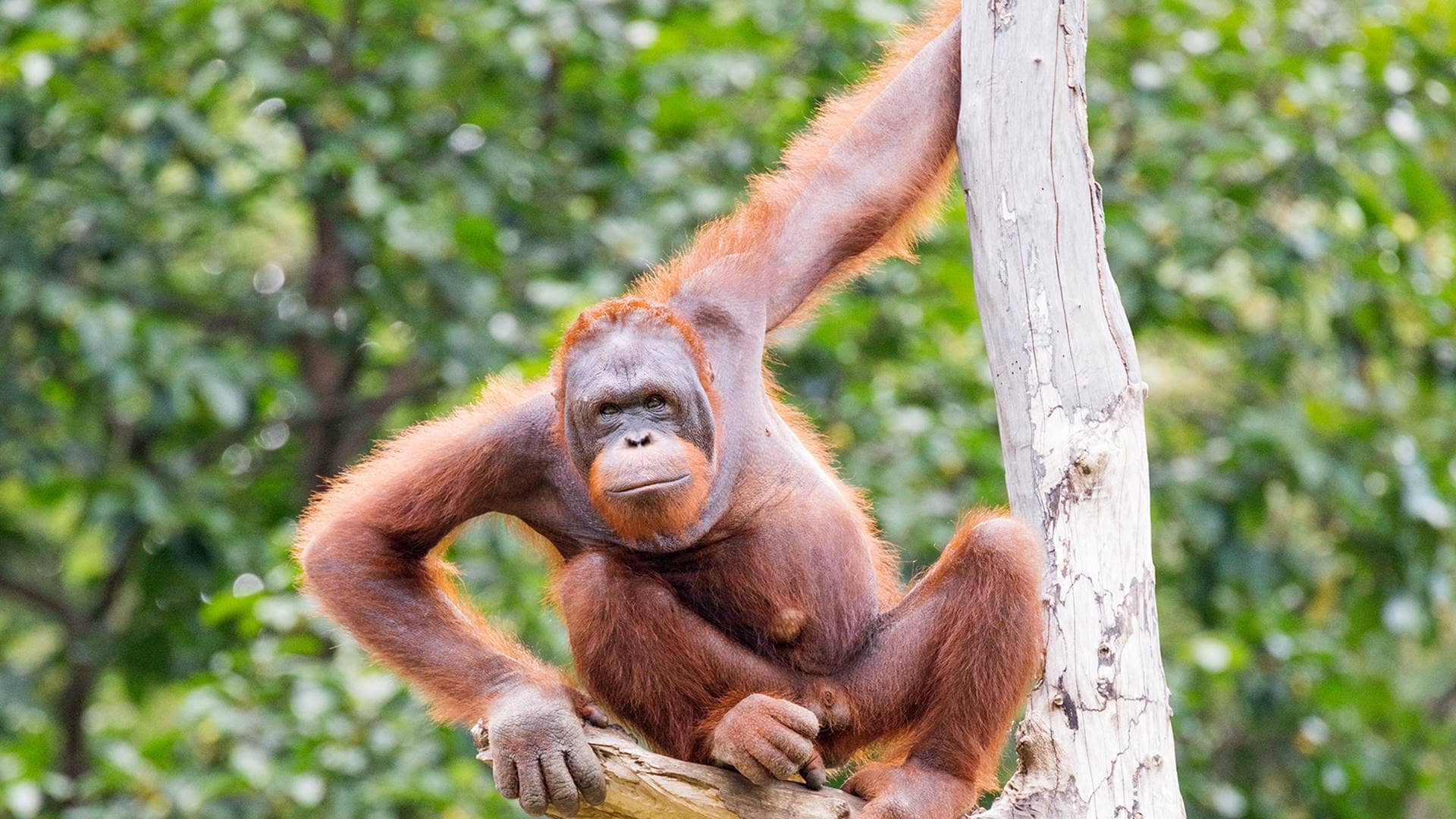 Orangutan