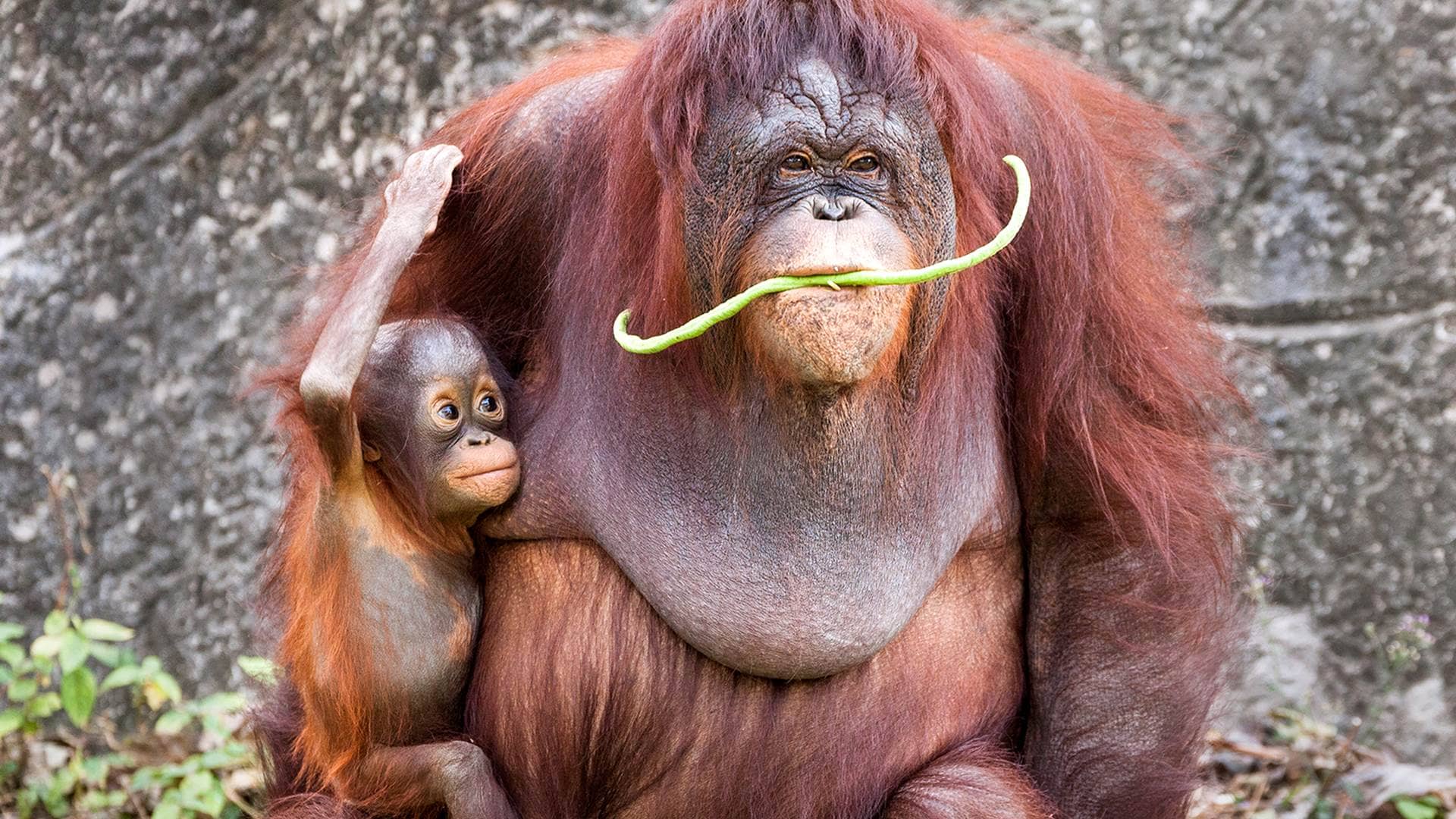 Orangutan