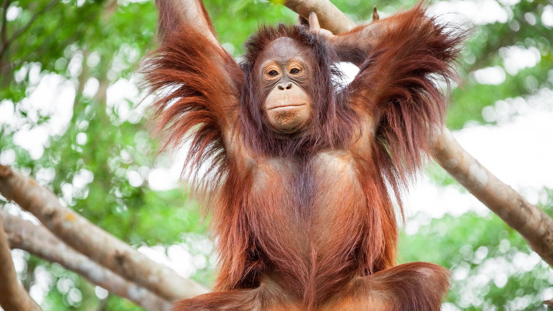 Orangutan