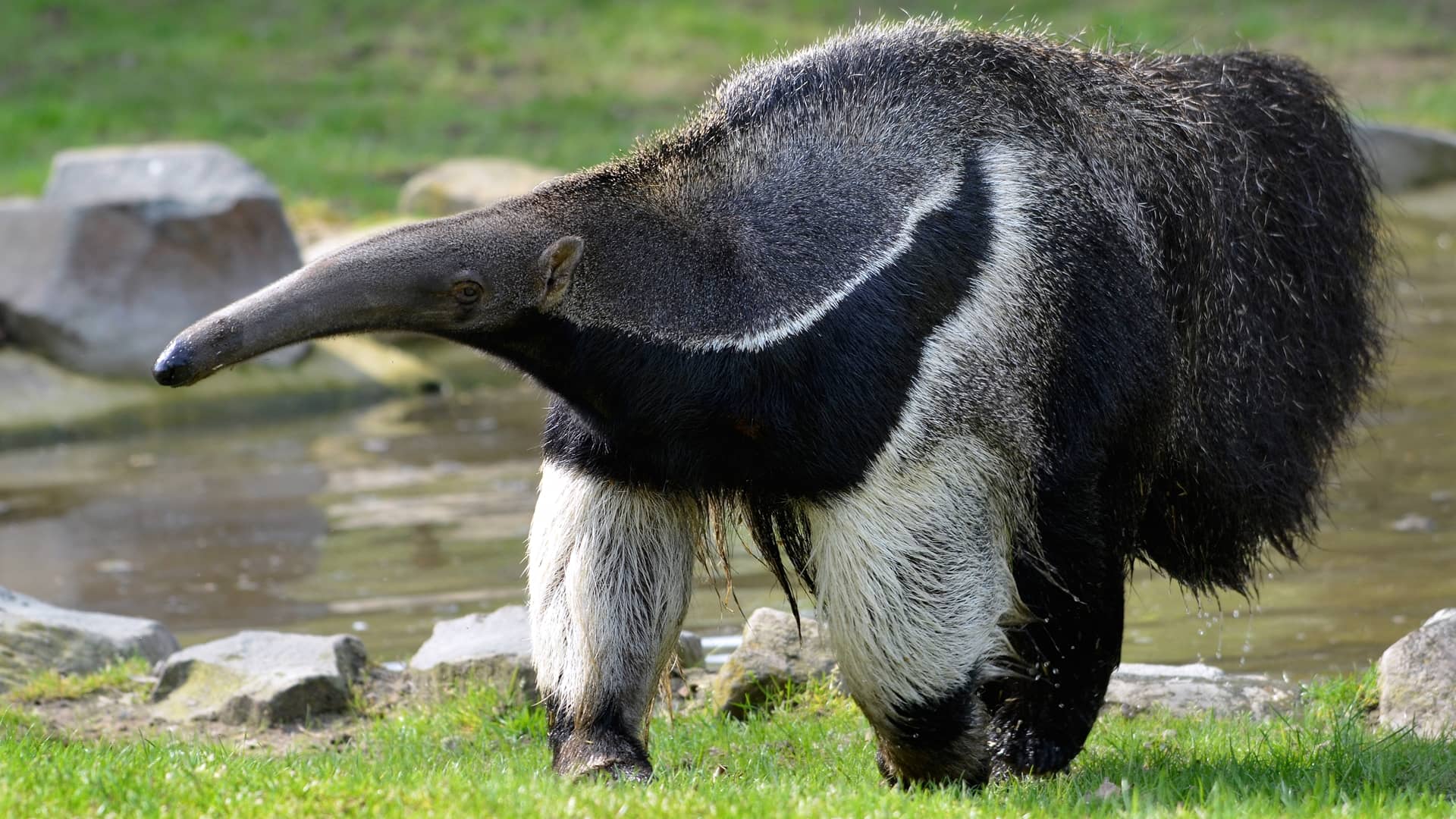 Anteater