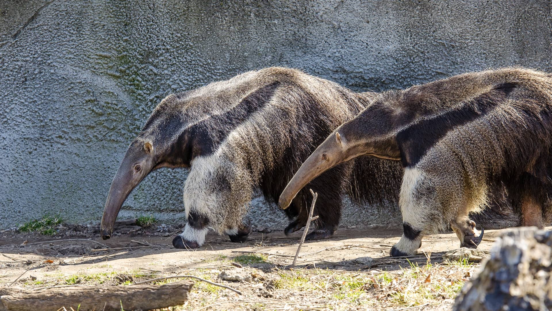 Anteater