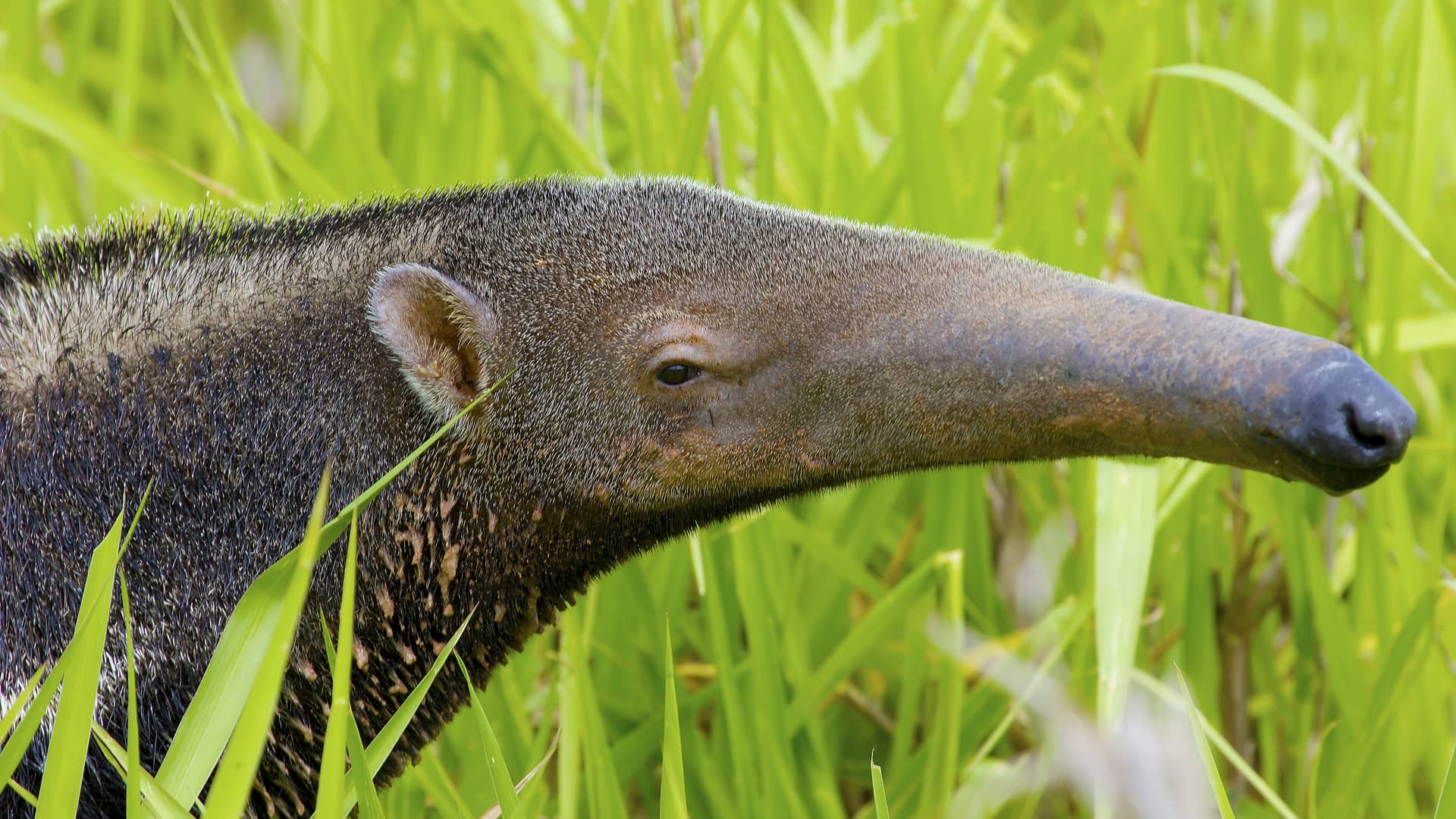 Anteater