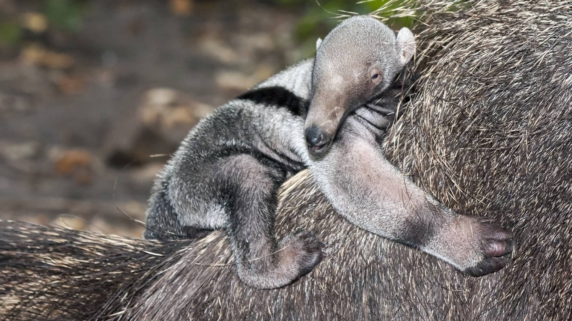 Anteater