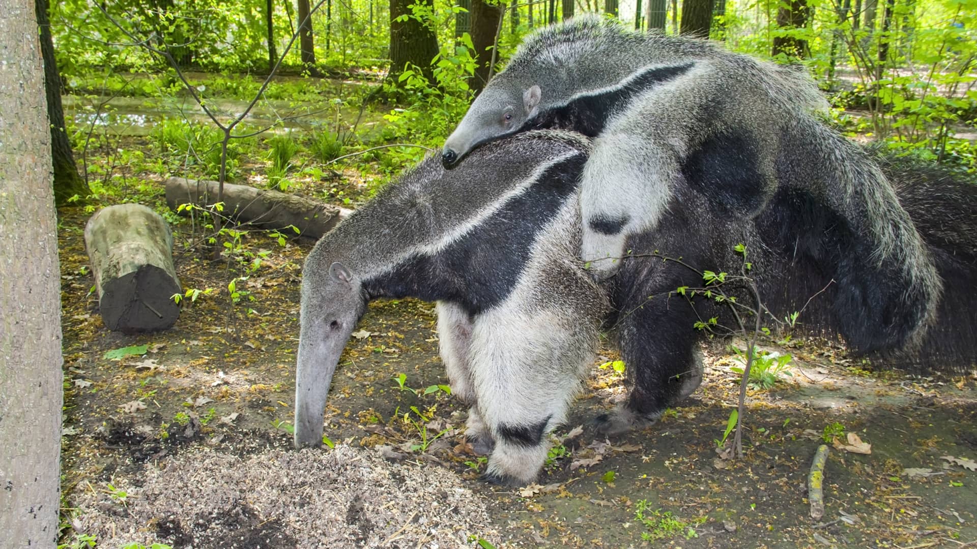 Anteater