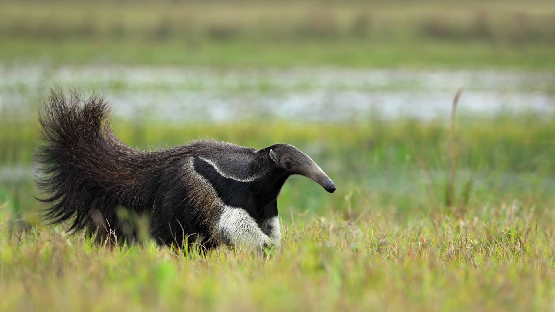 Anteater