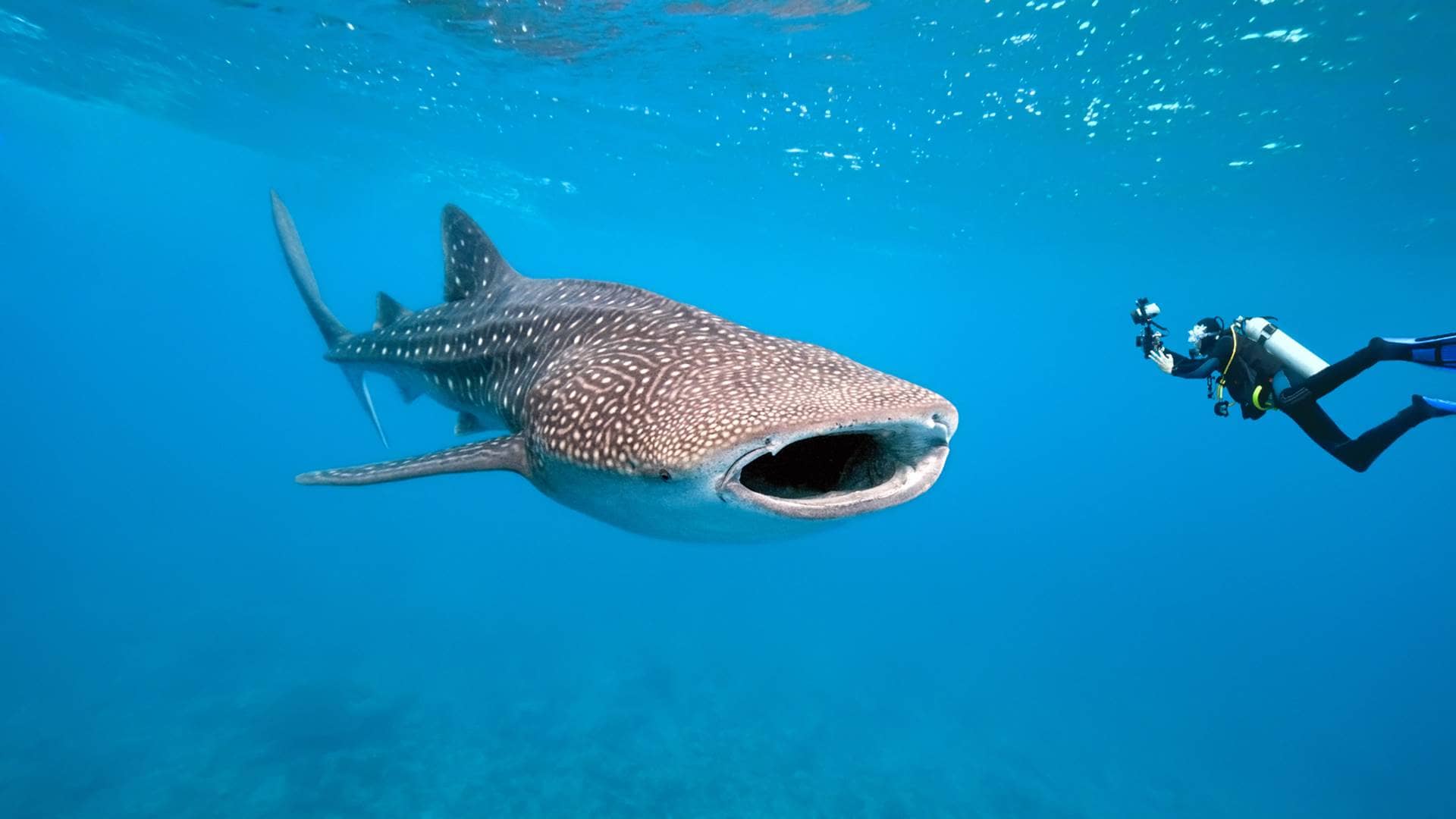 Whale Shark