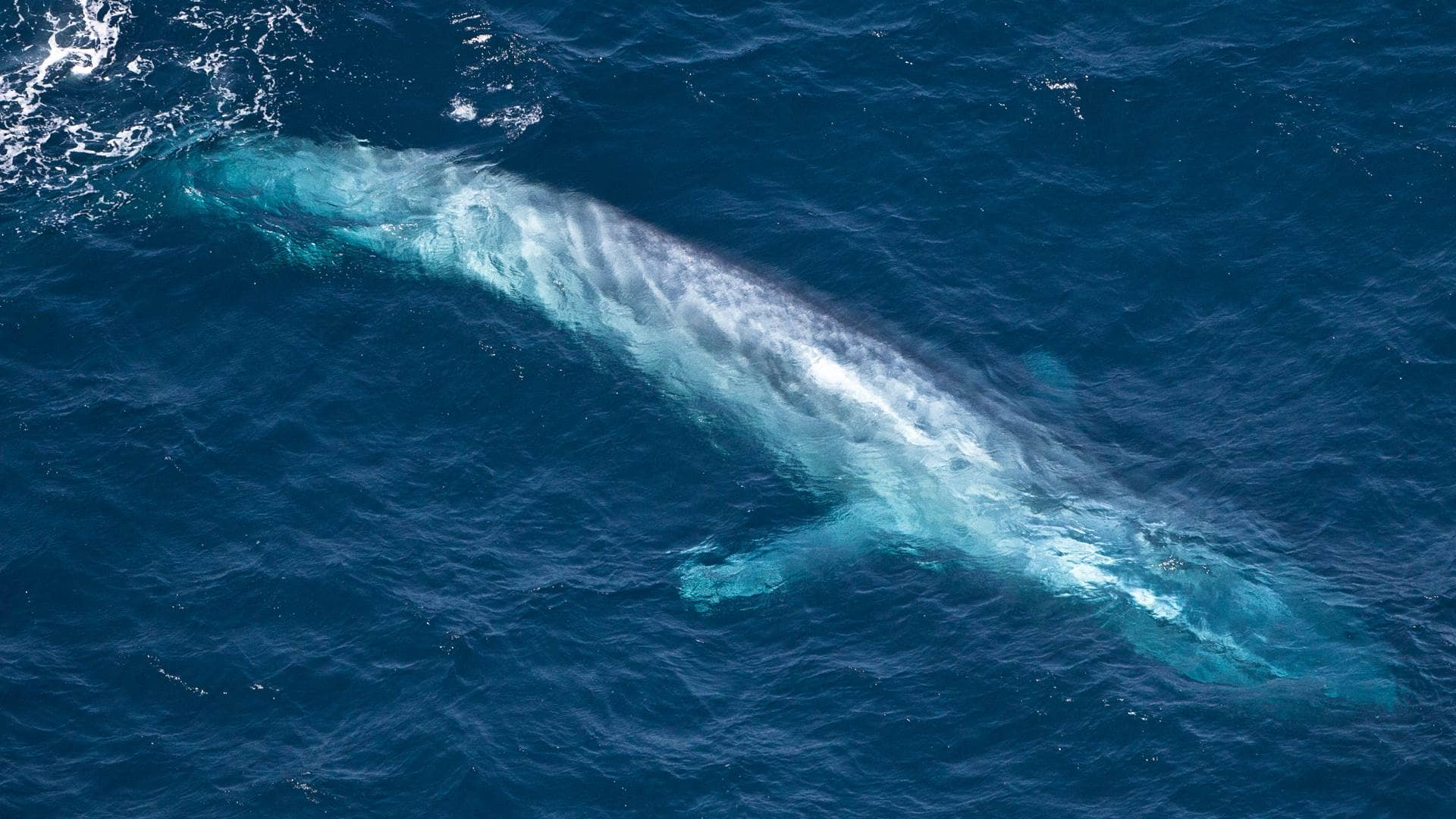 Blue Whale