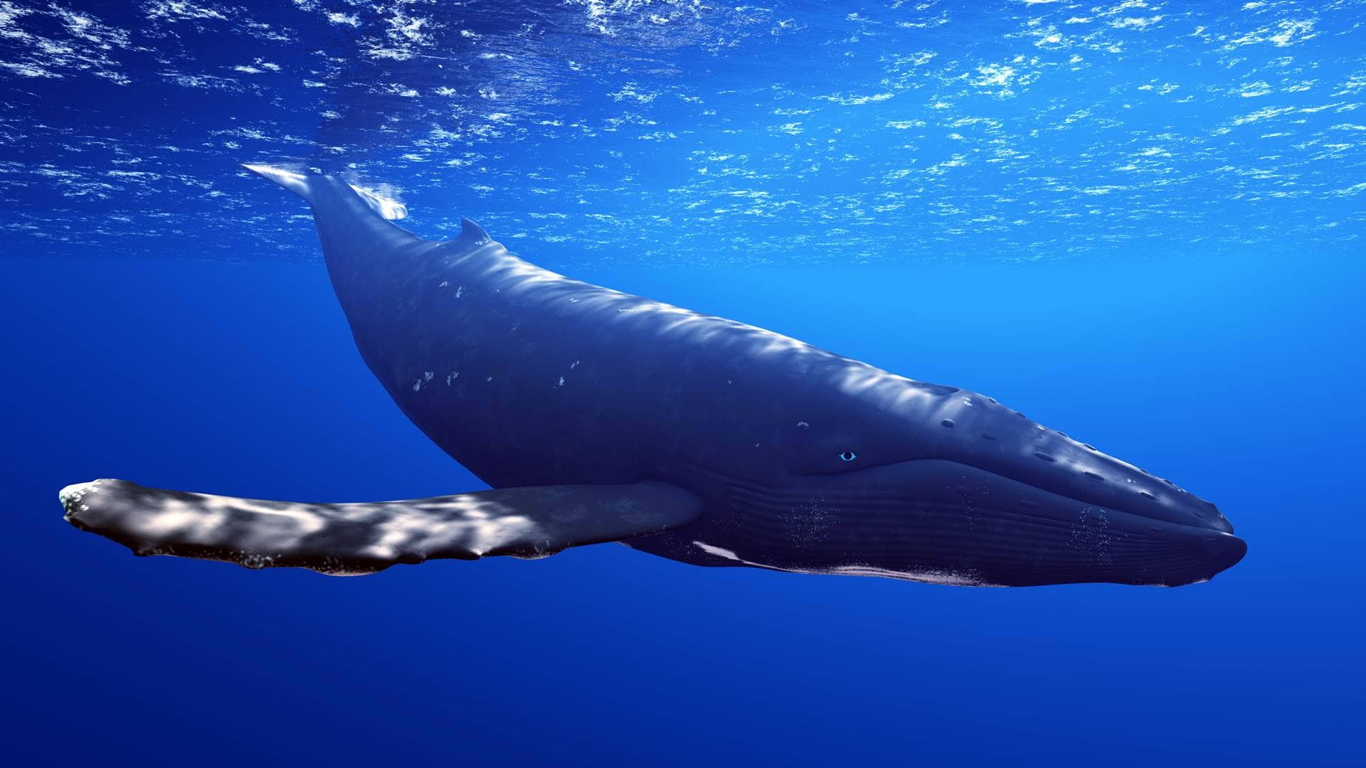 Blue Whale