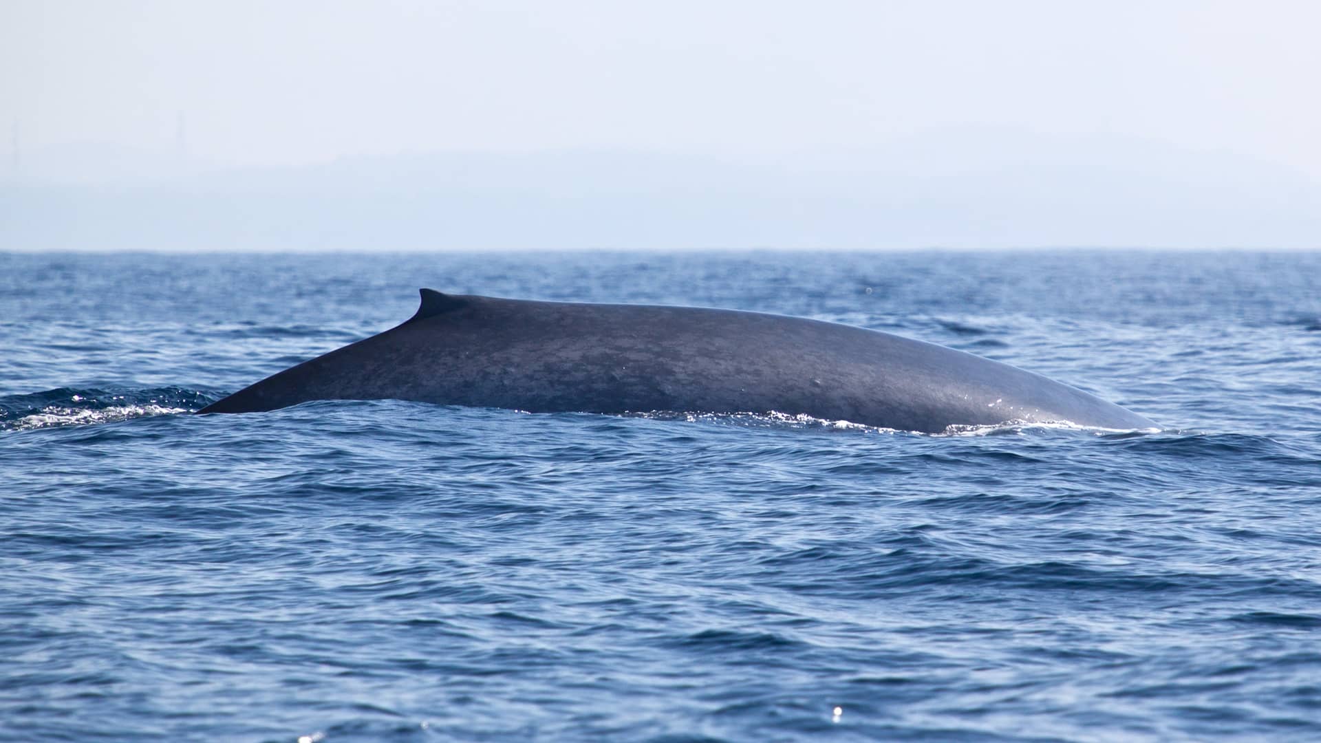 Blue Whale