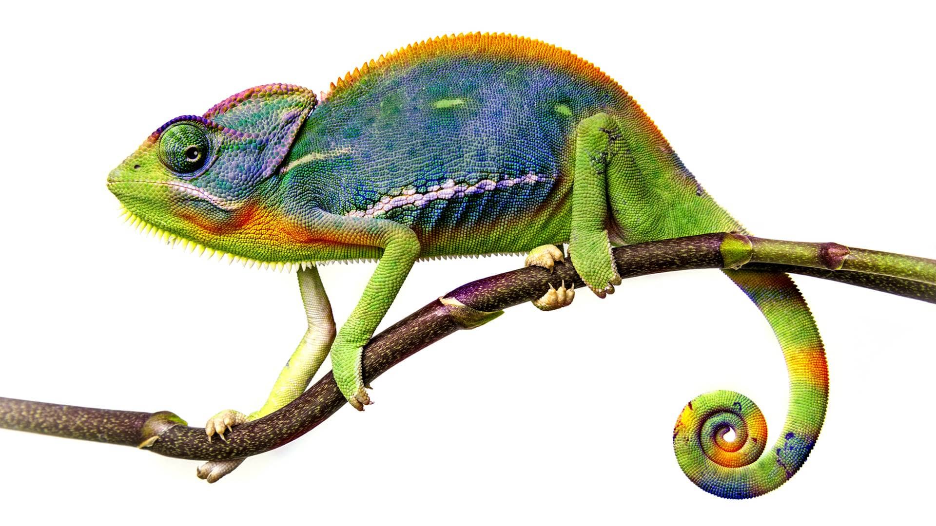 Chameleon