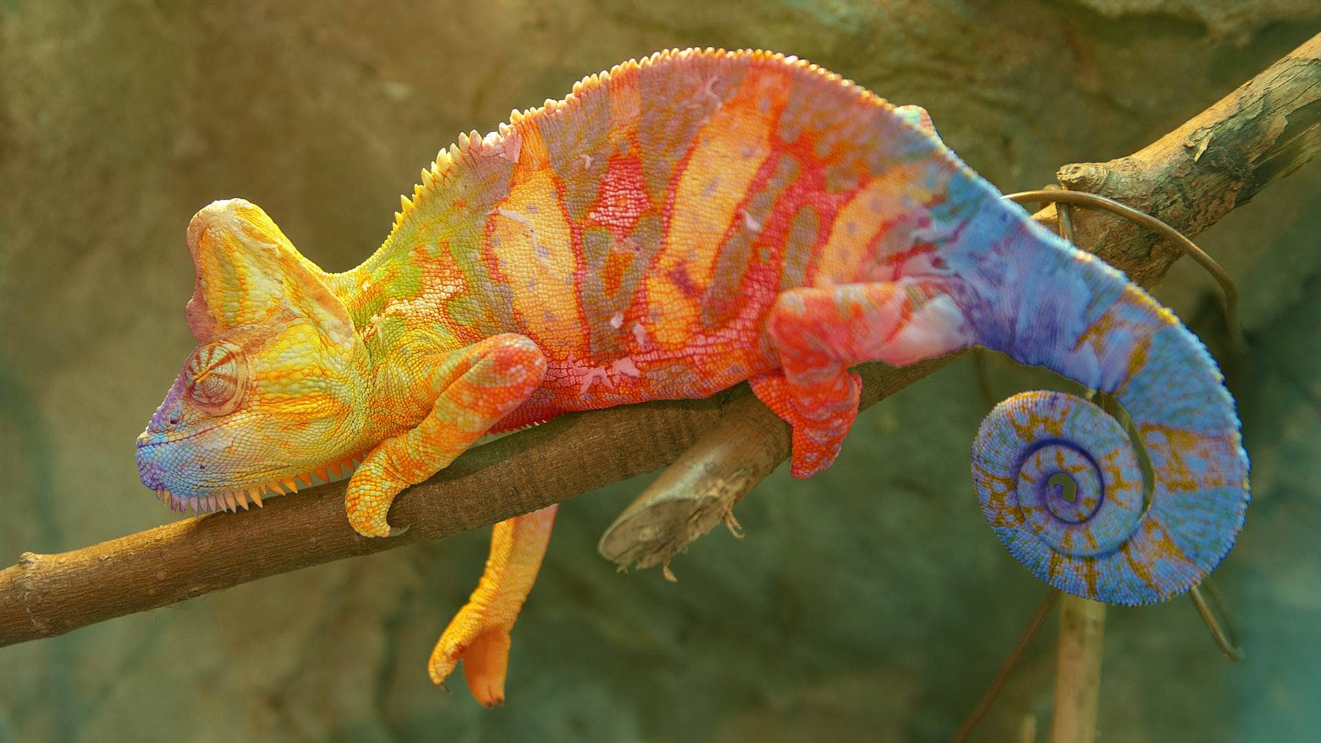 Chameleon