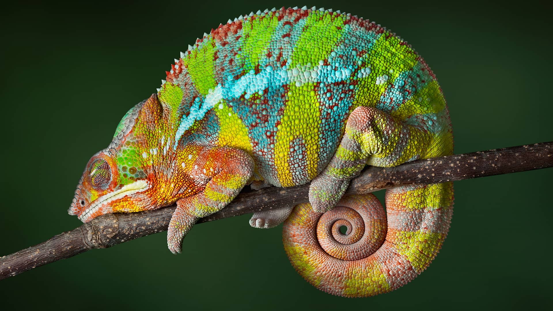 Chameleon