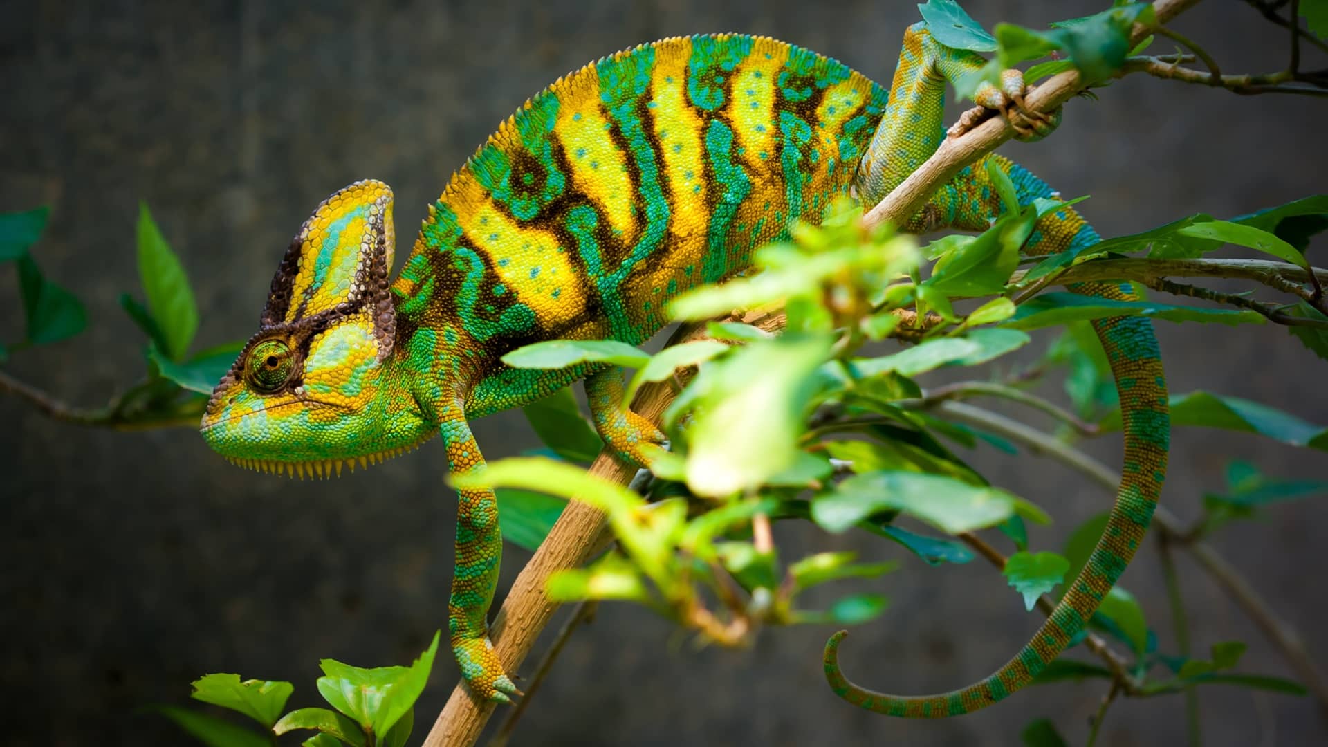 Chameleon