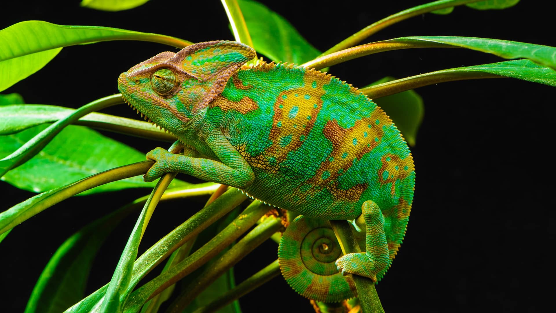 Chameleon