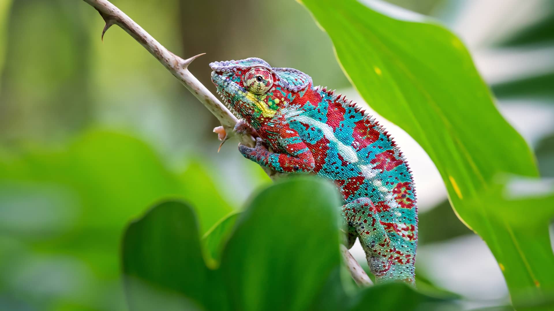 Chameleon