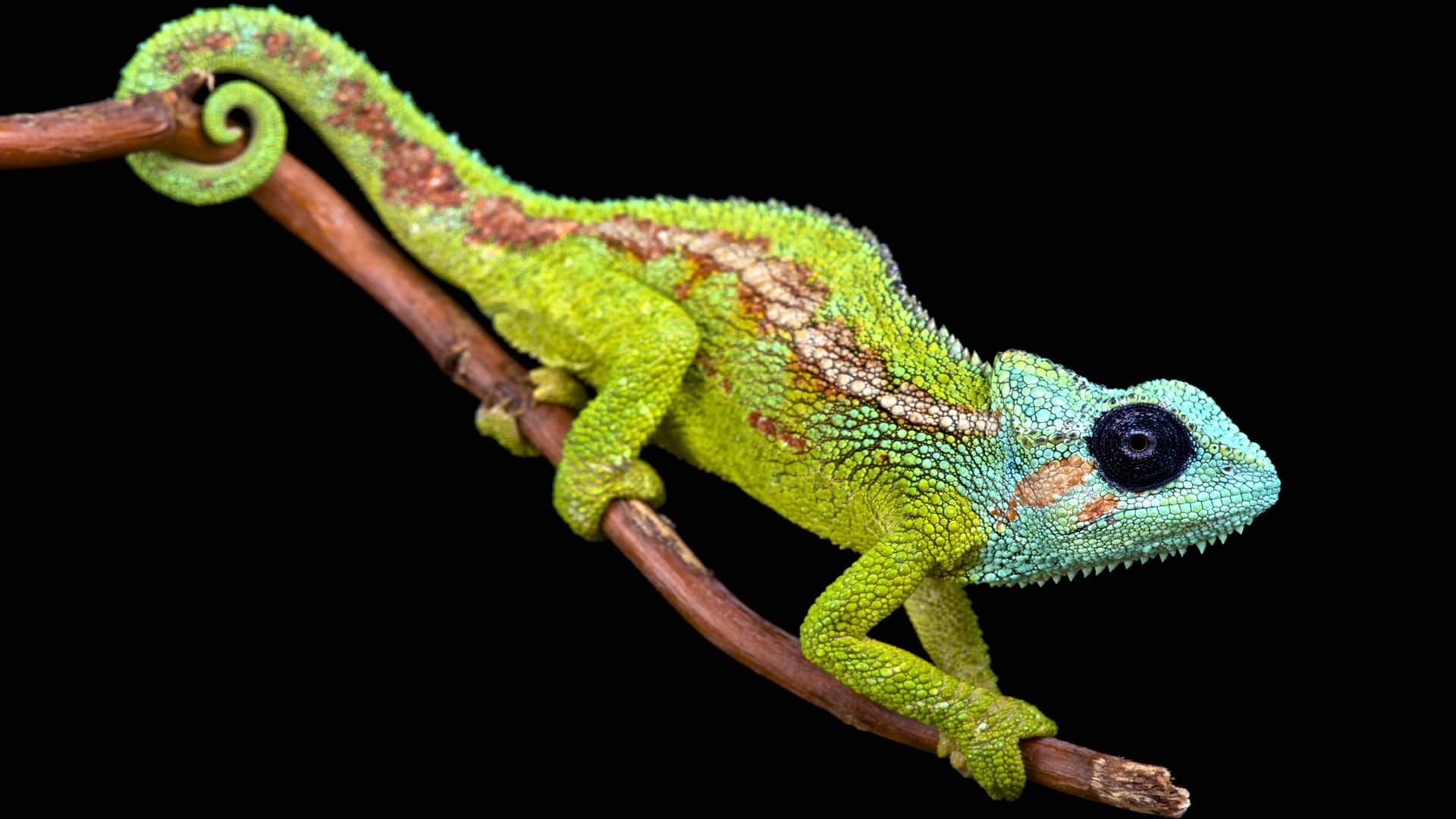 Chameleon