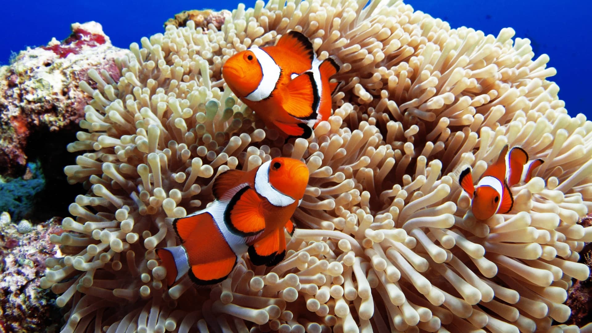 Clown Fish