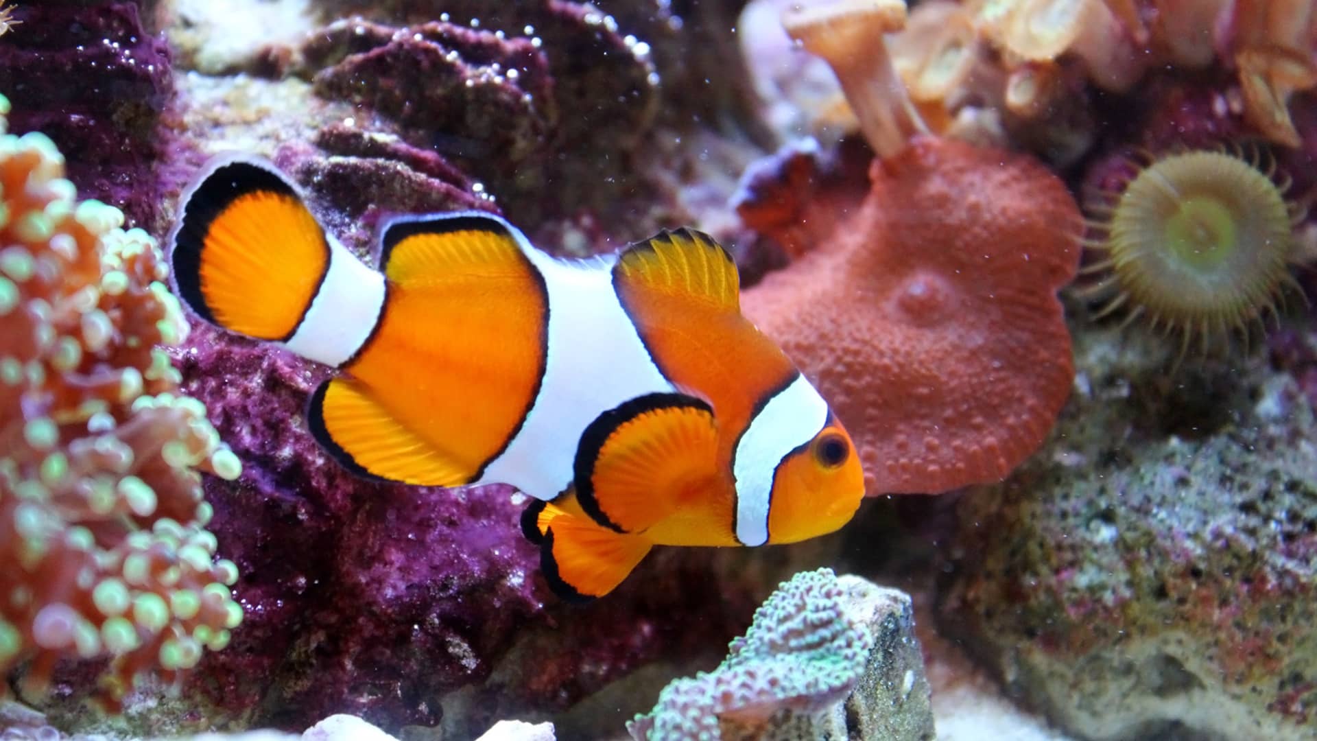 Clown Fish