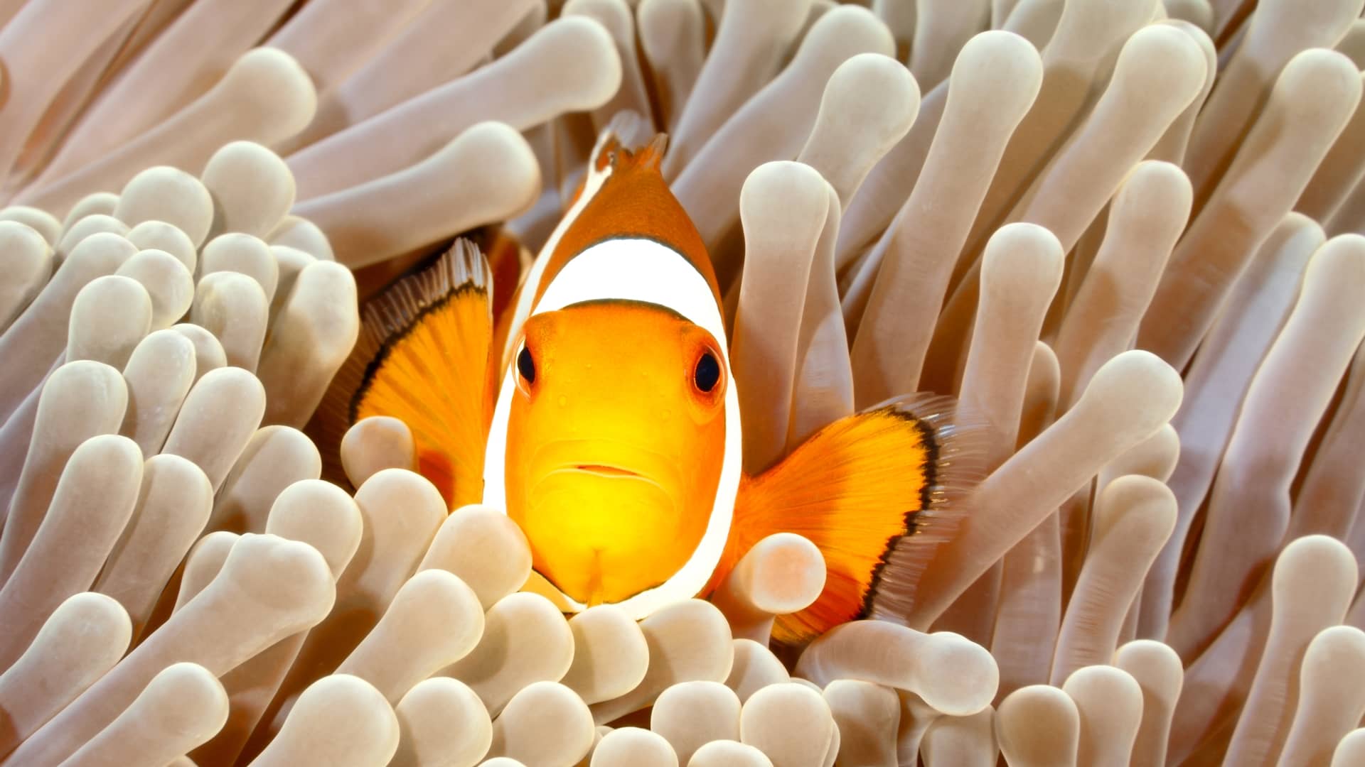 Clown Fish