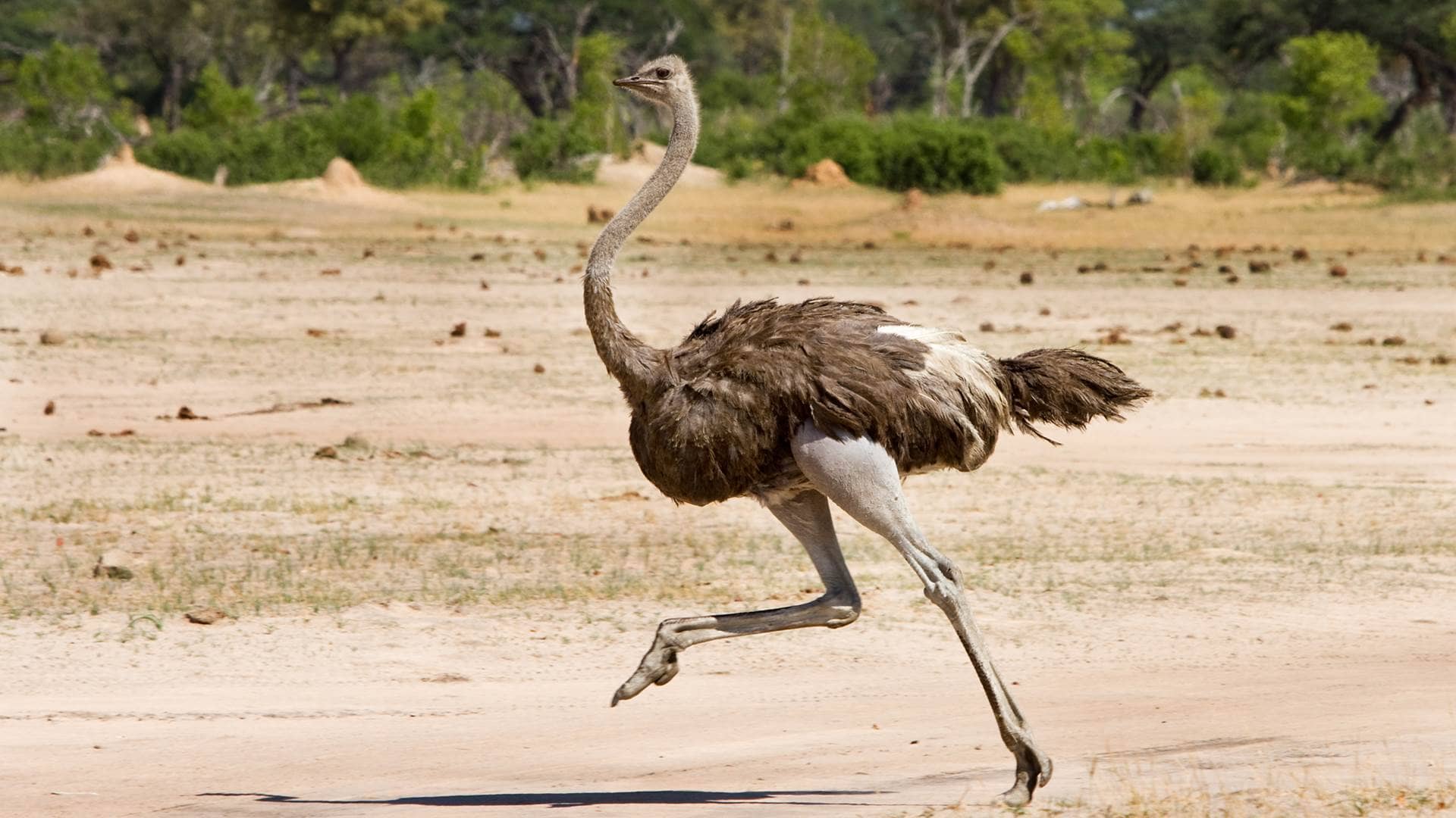 Ostrich