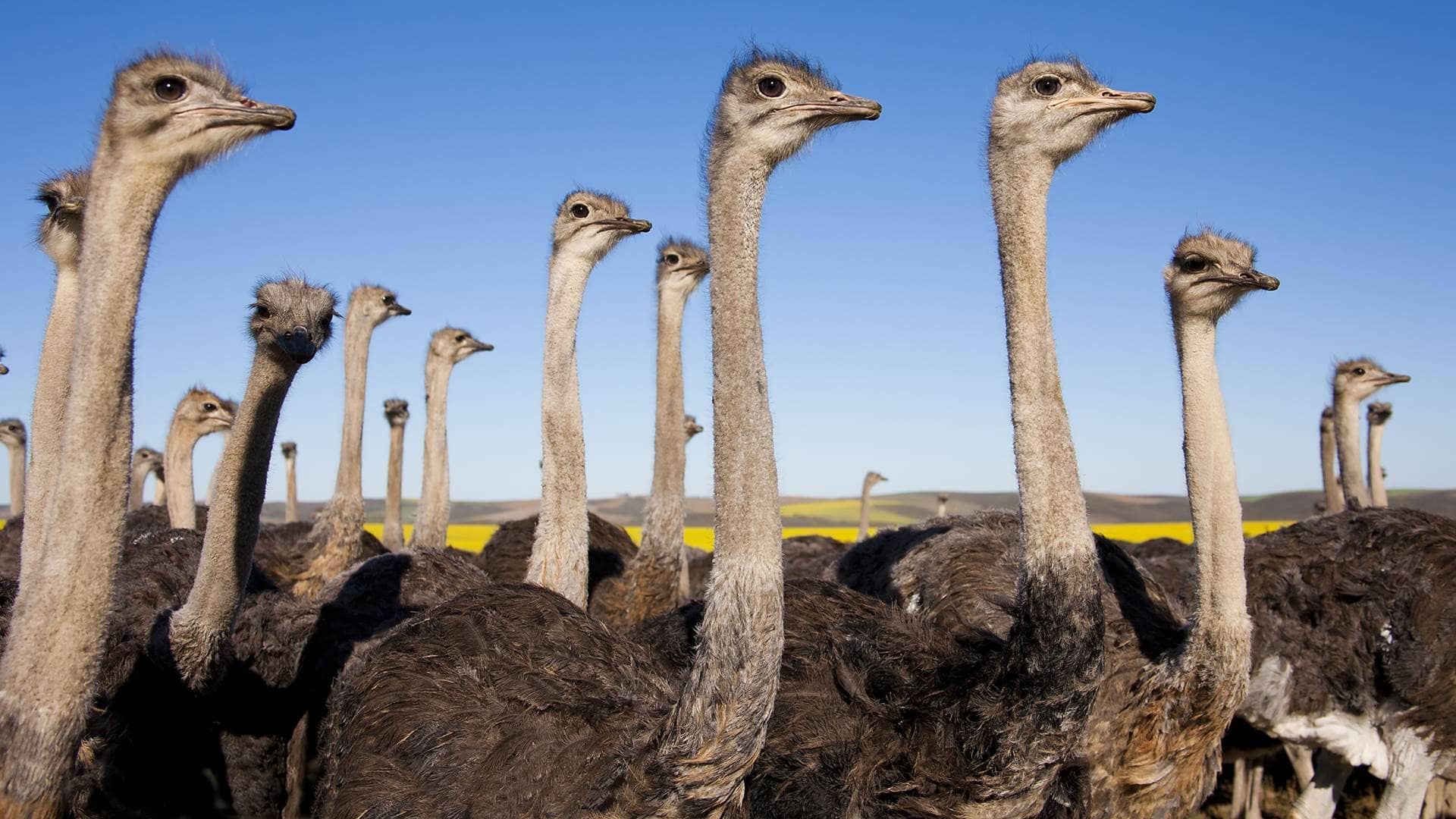 Ostrich