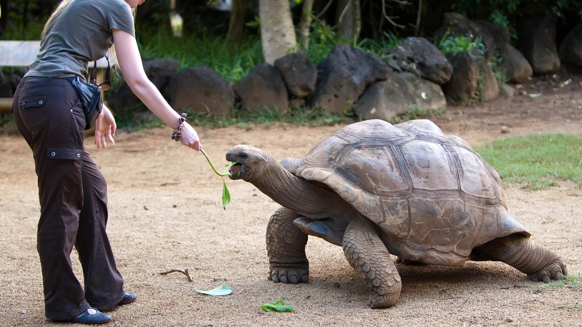 Galapagos Tortoise