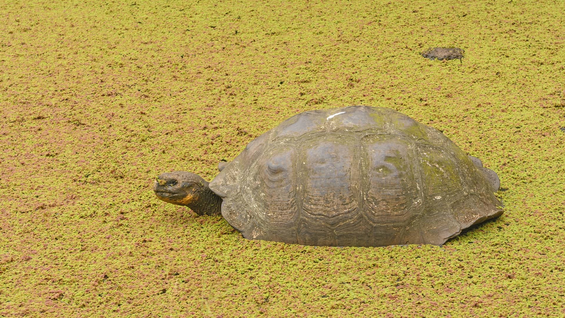 Galapagos Tortoise