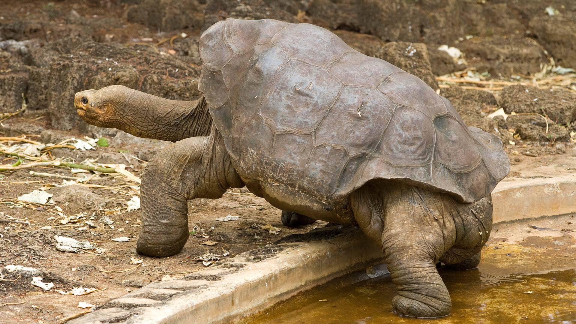 Galapagos Tortoise