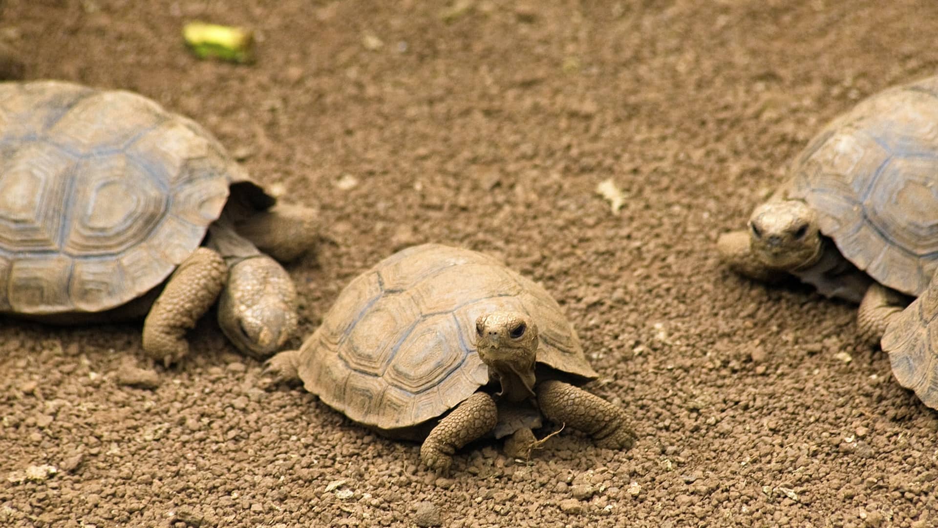 Galapagos Tortoise