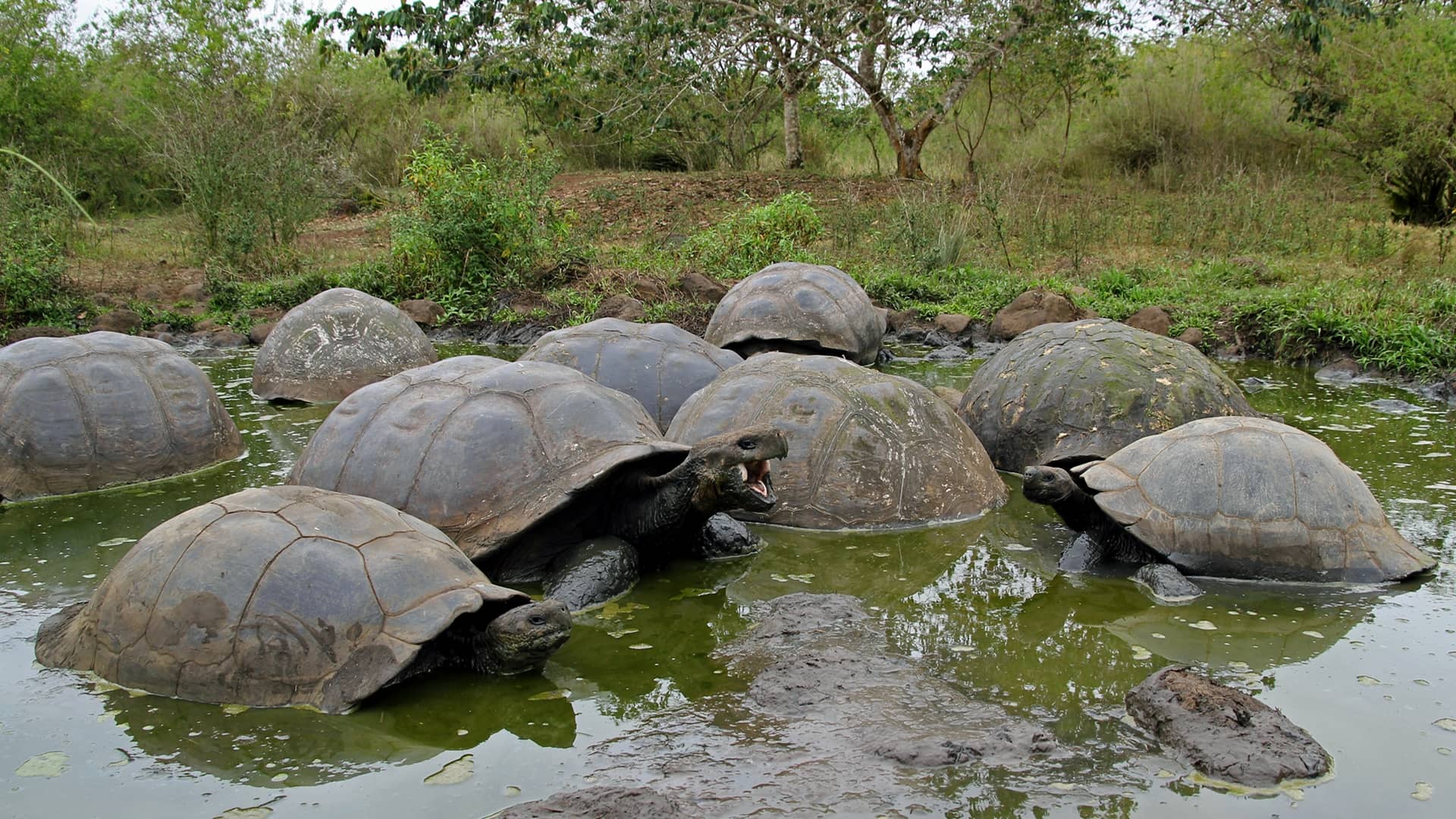 Galapagos Tortoise