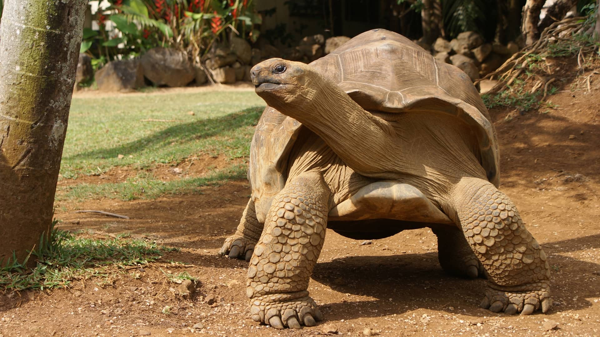 Galapagos Tortoise