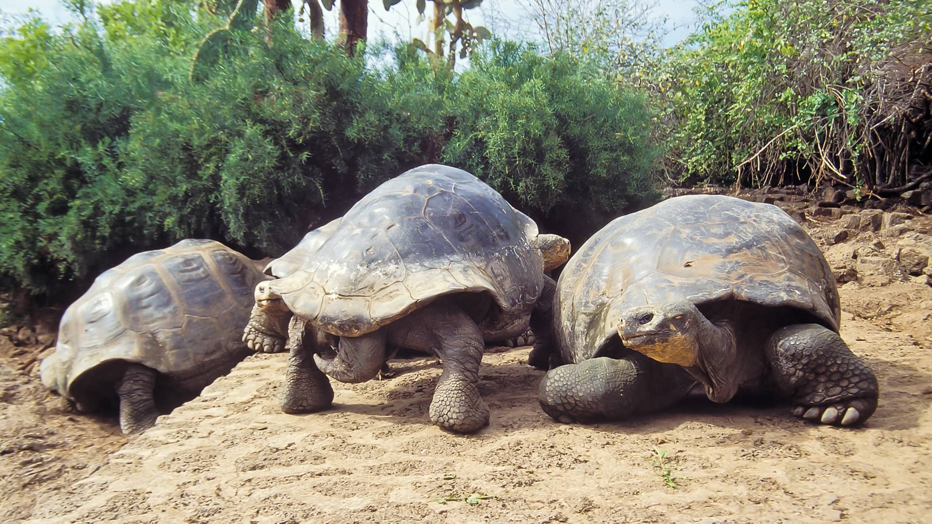 Galapagos Tortoise