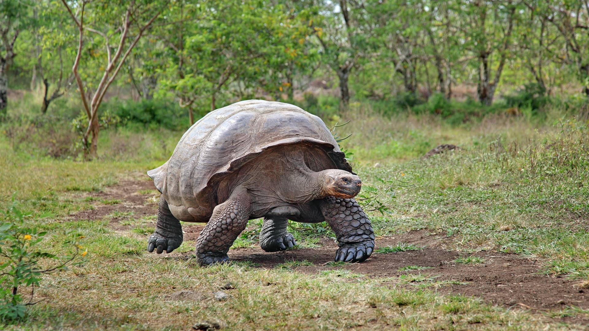 Galapagos Tortoise