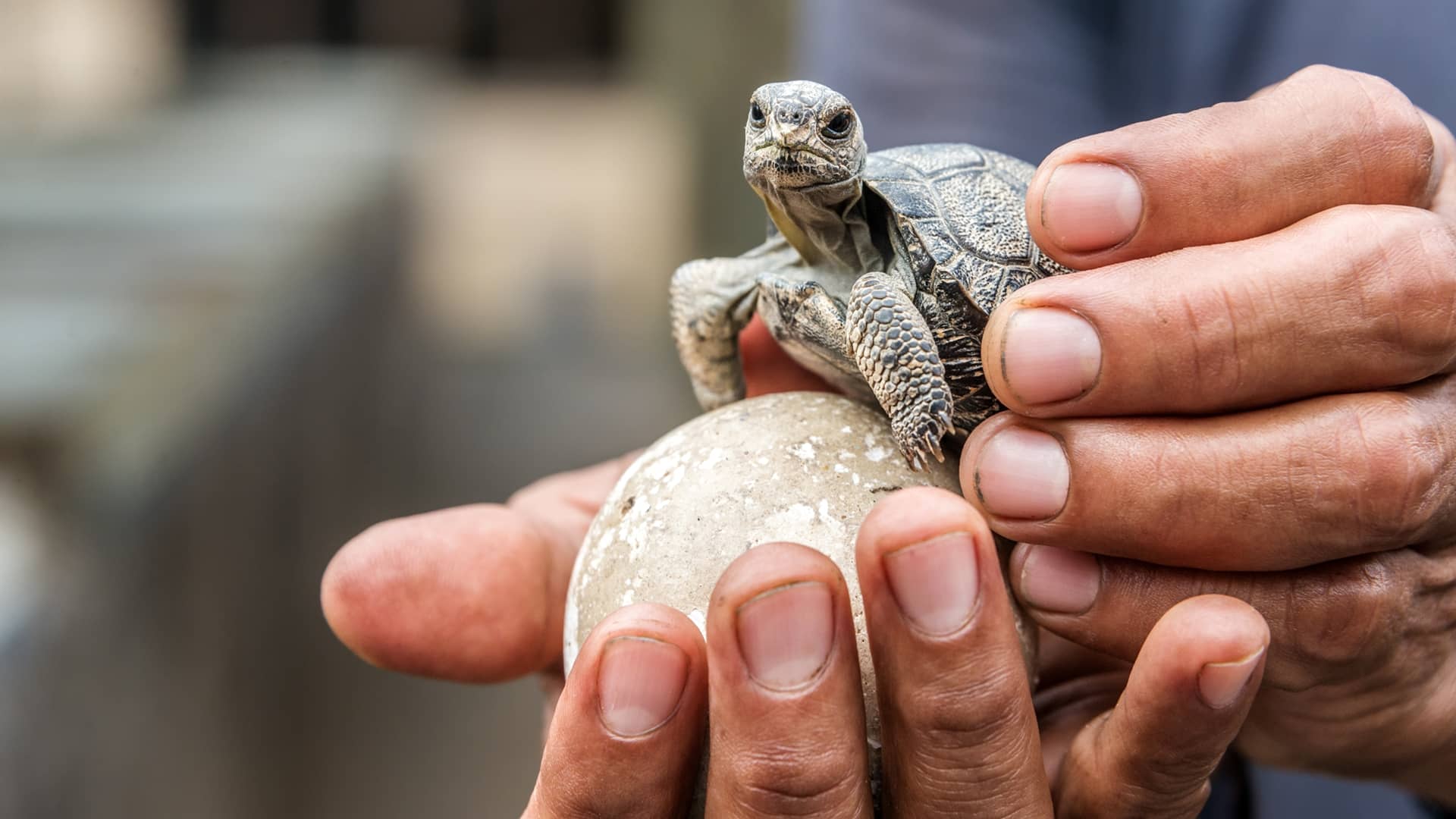 Galapagos Tortoise