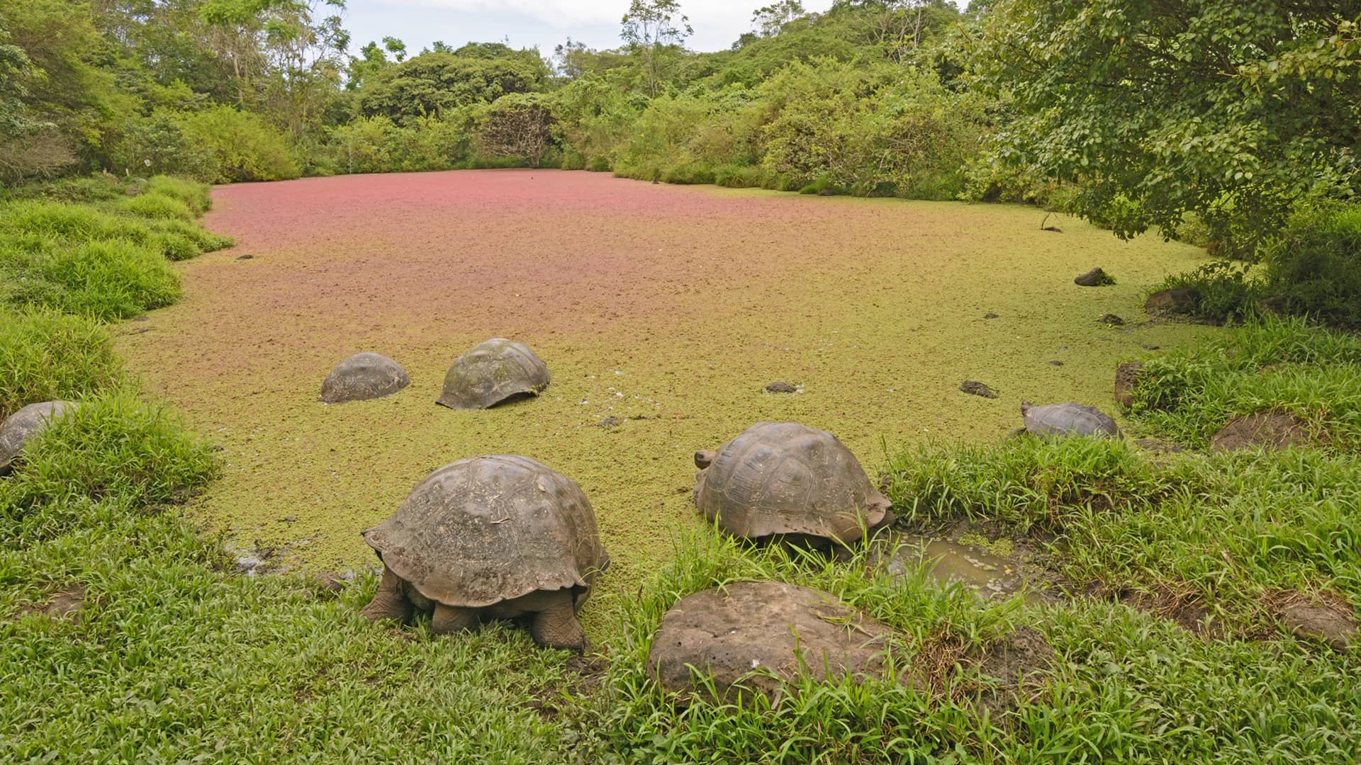 Galapagos Tortoise