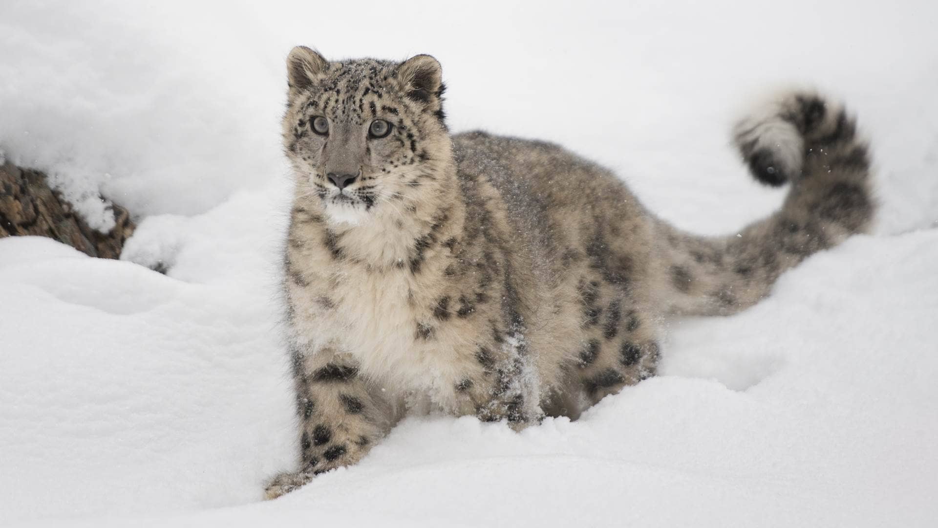 Snow Leopard