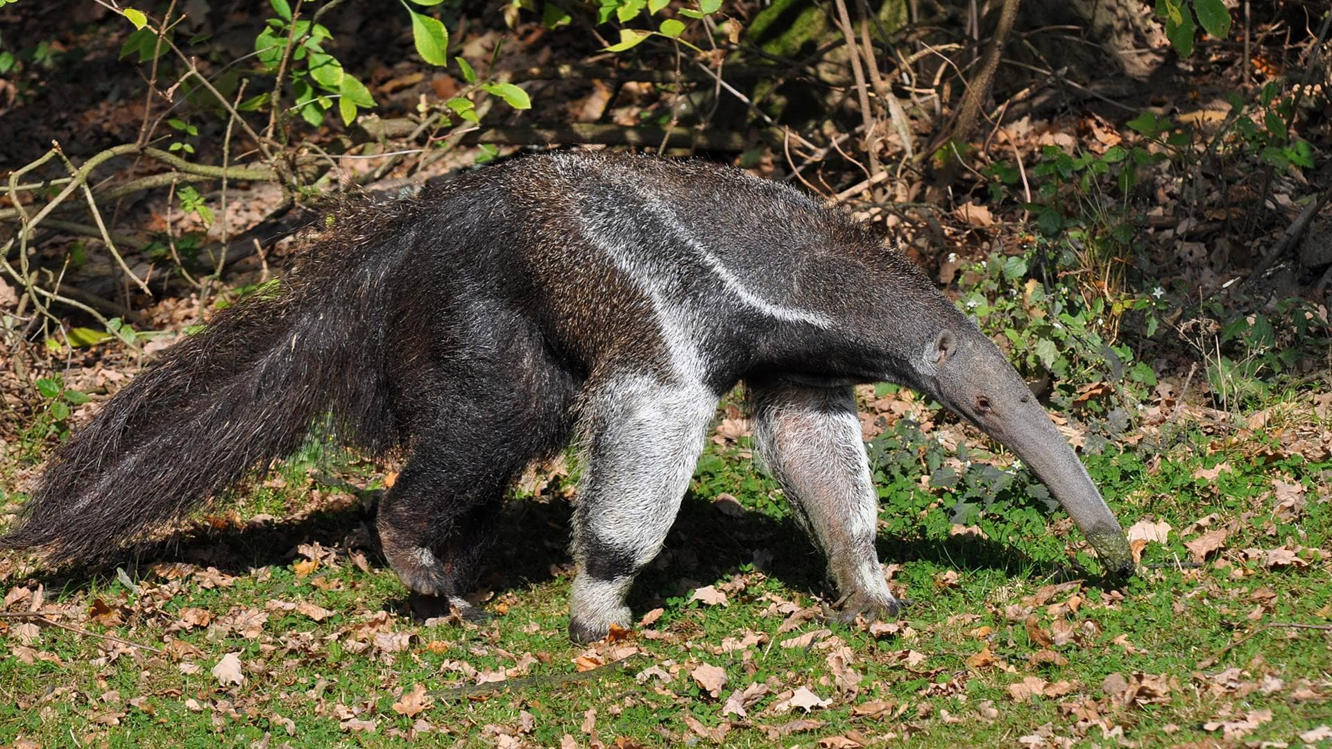 Anteater