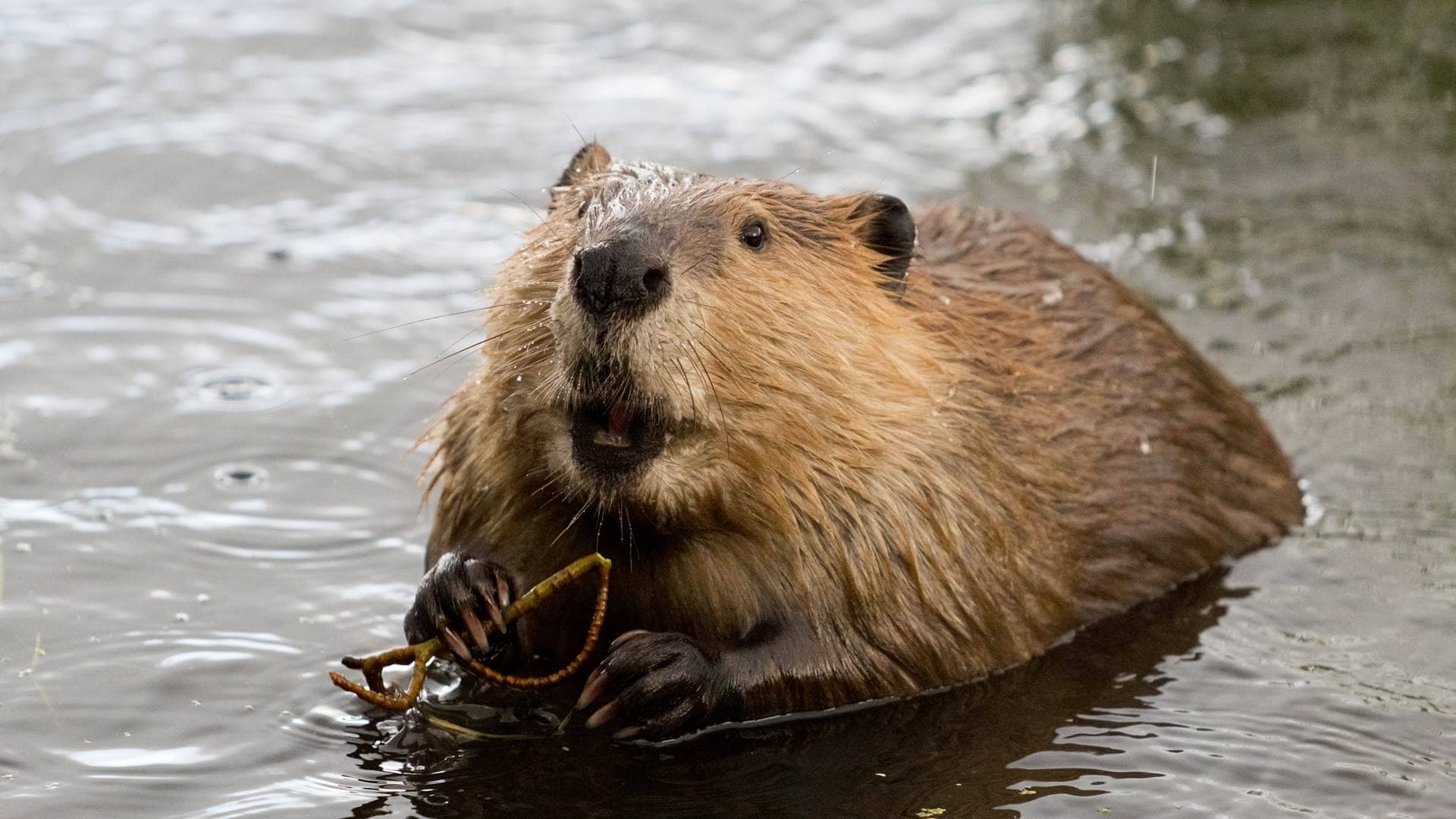 Beaver