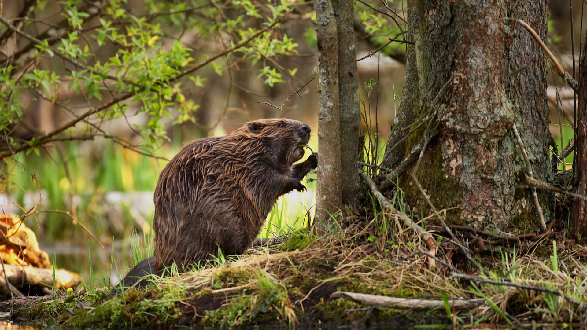 Beaver