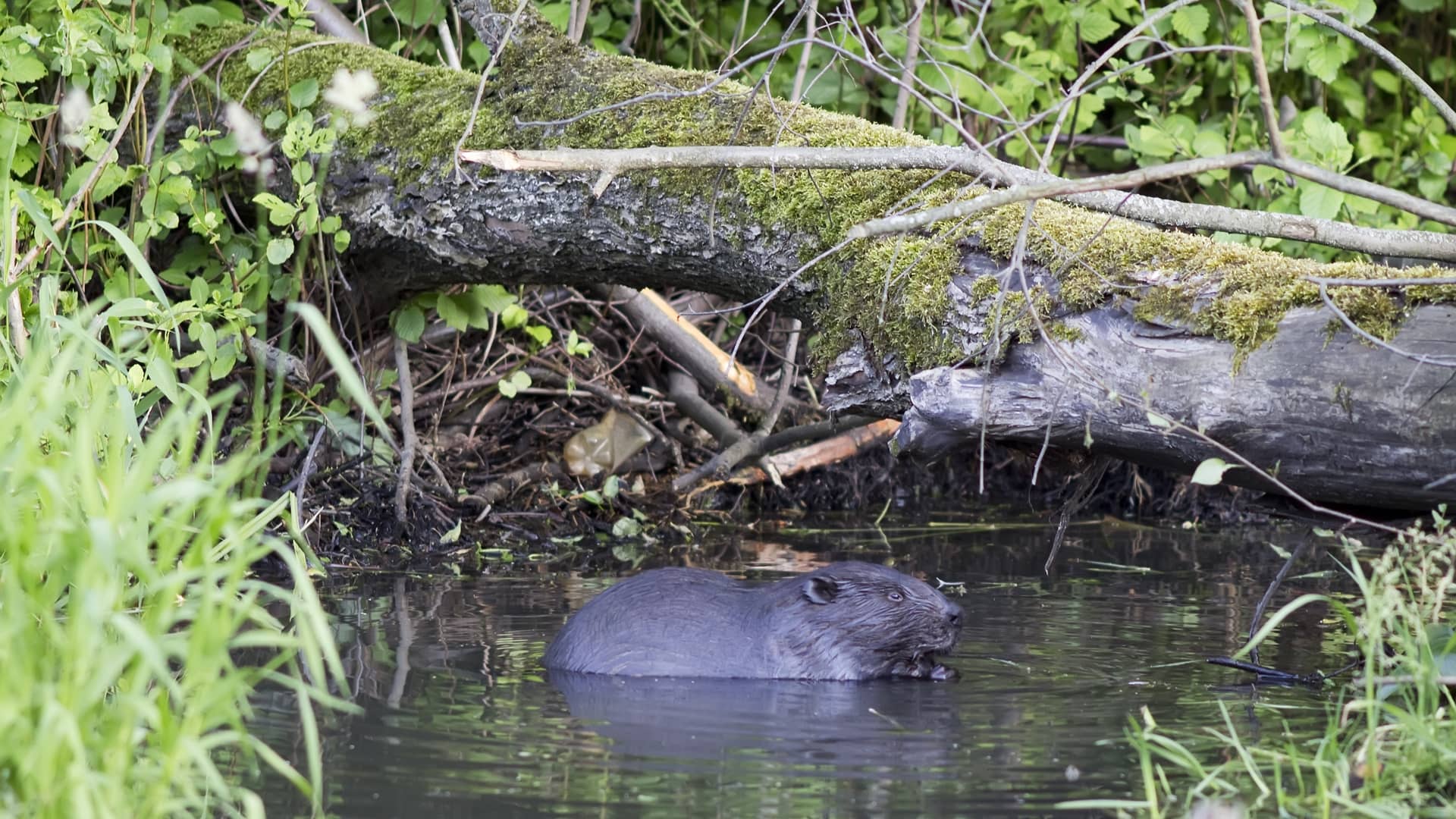 Beaver