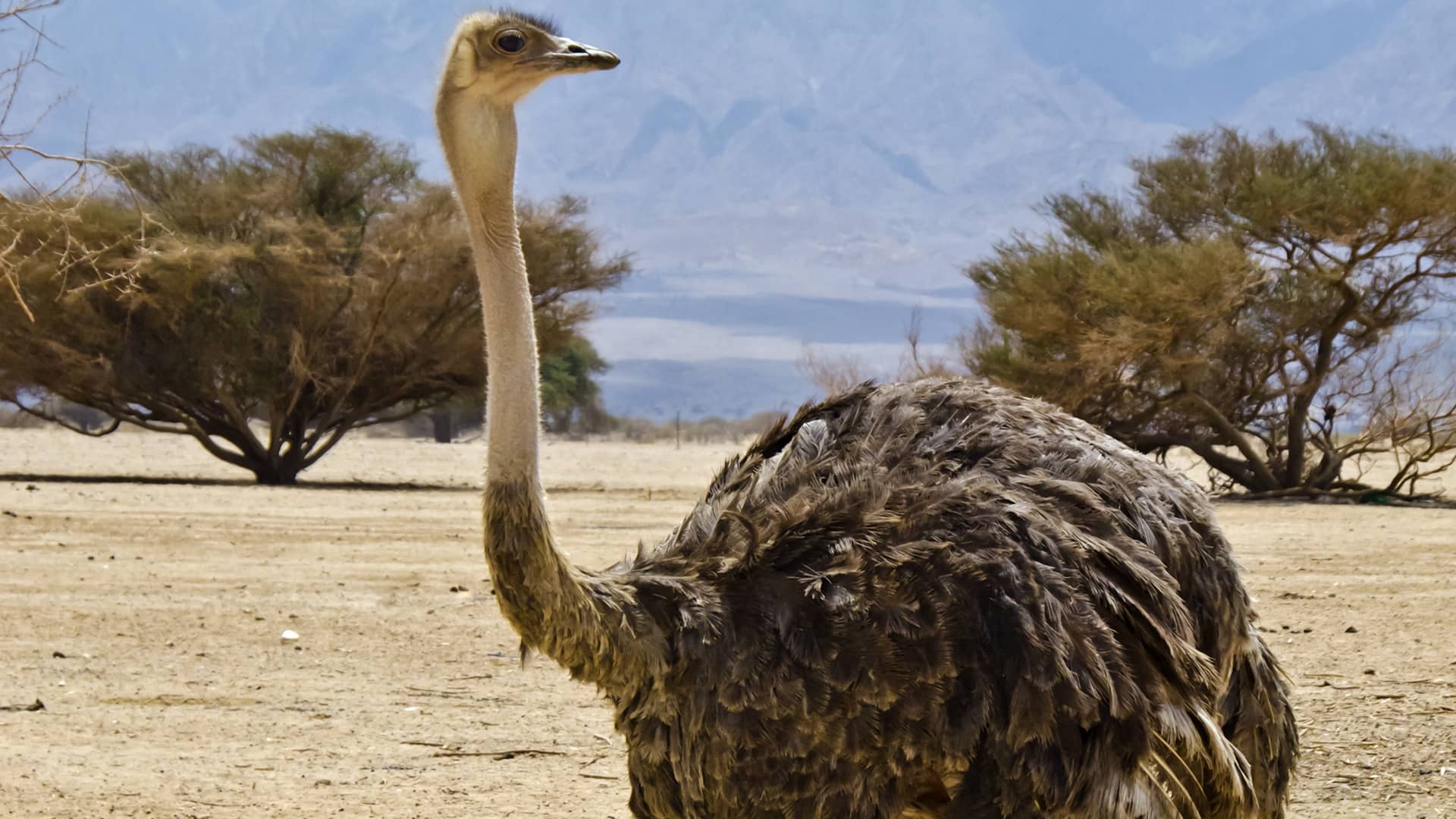 Ostrich