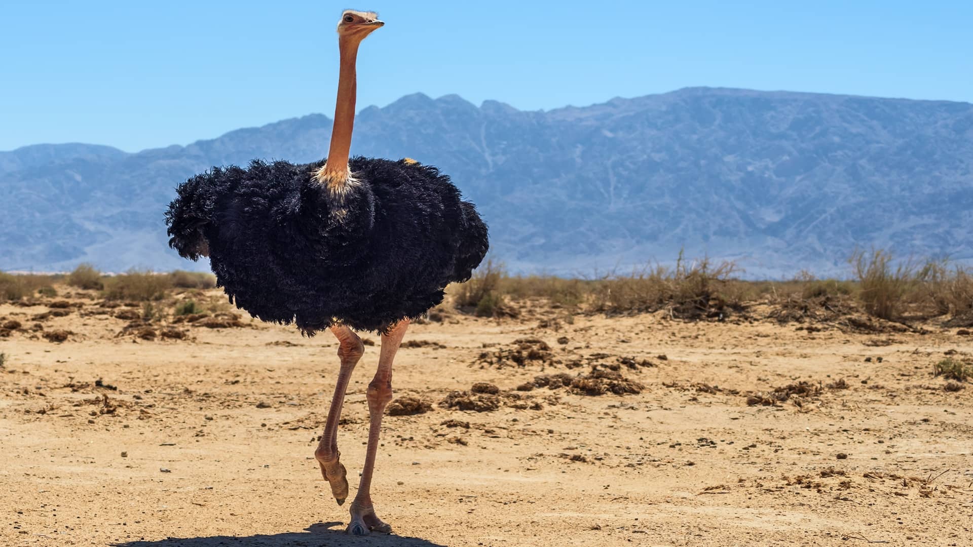 Ostrich