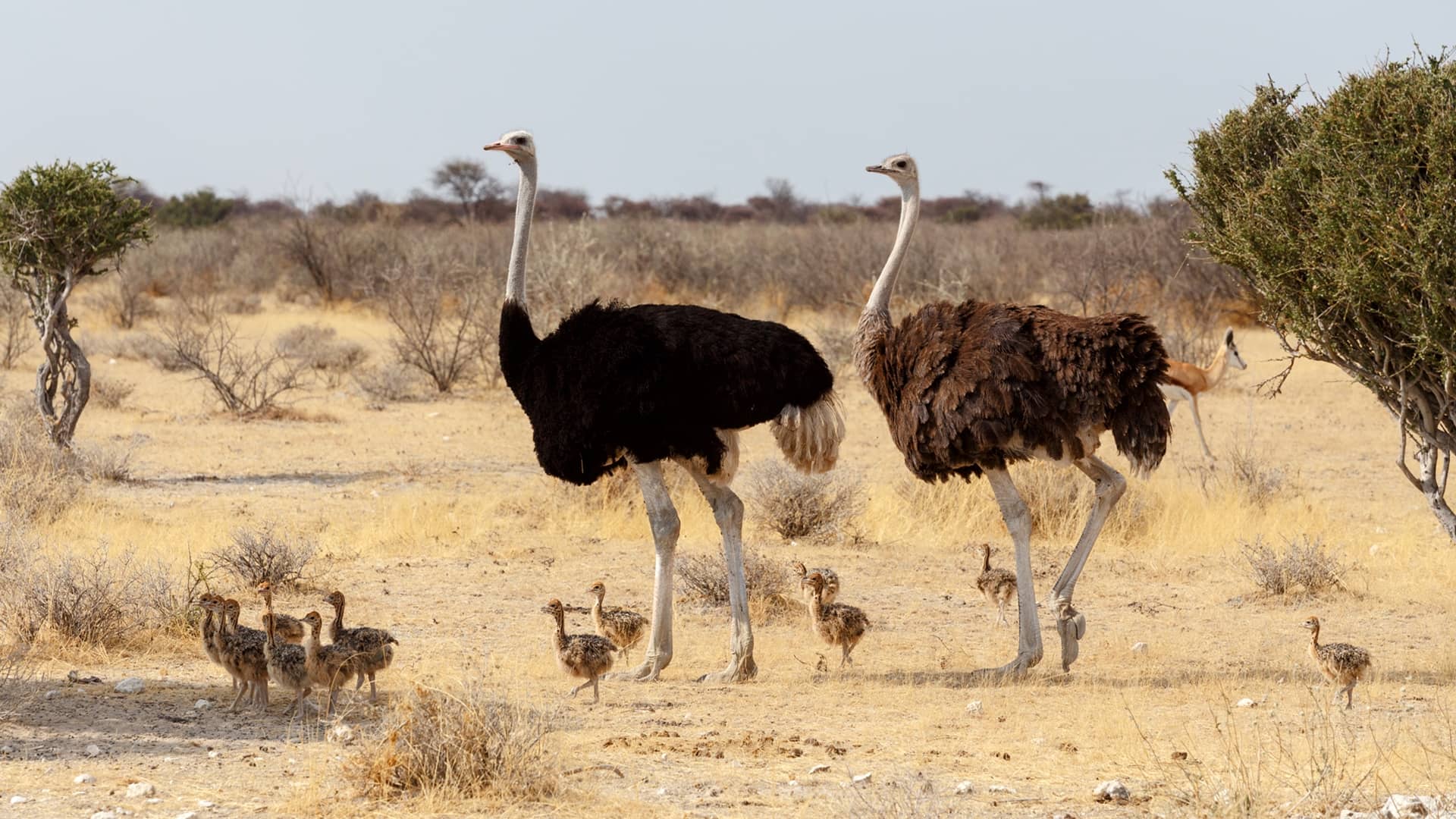 Ostrich