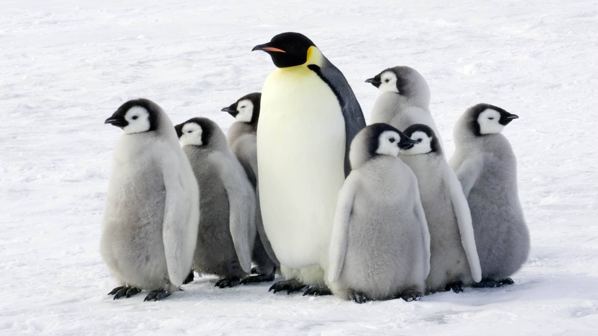 Penguin