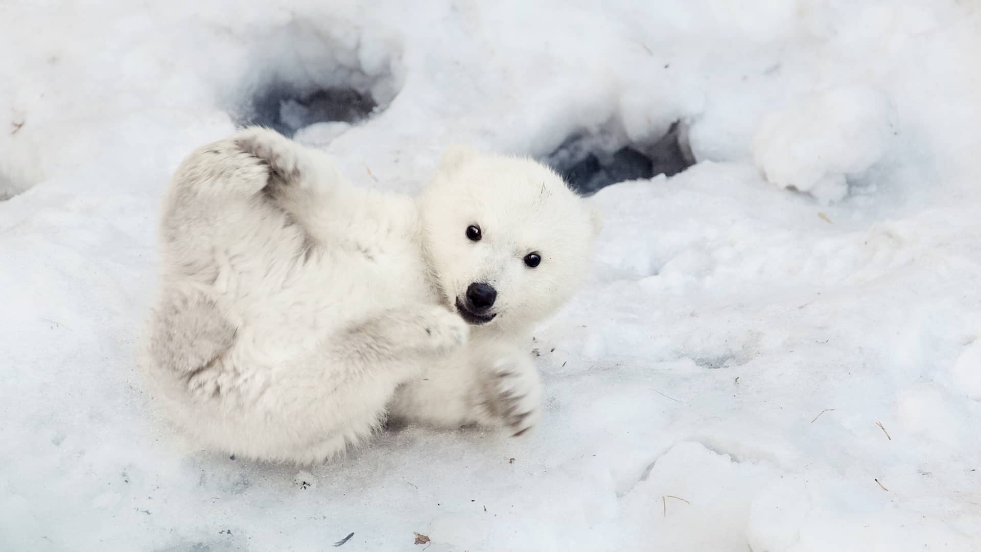 Polar Bear