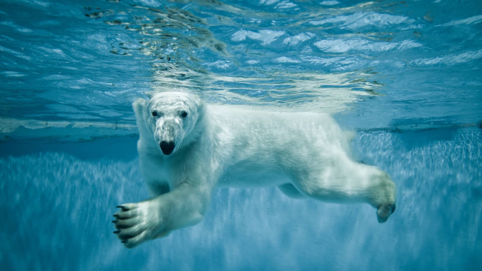 Polar Bear