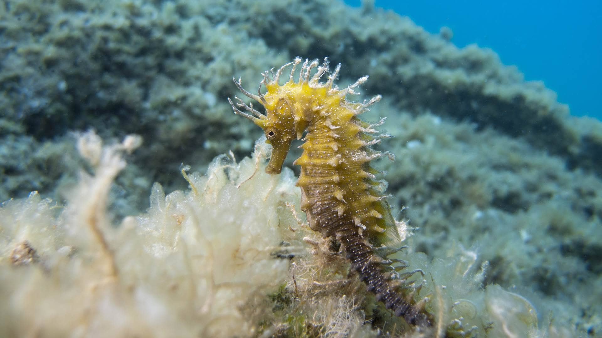 Seahorse