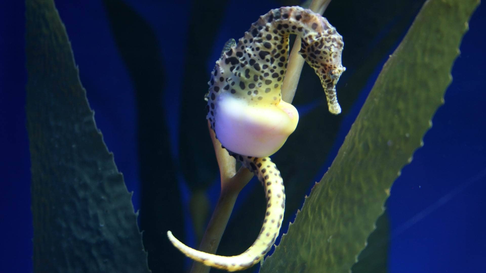 Seahorse