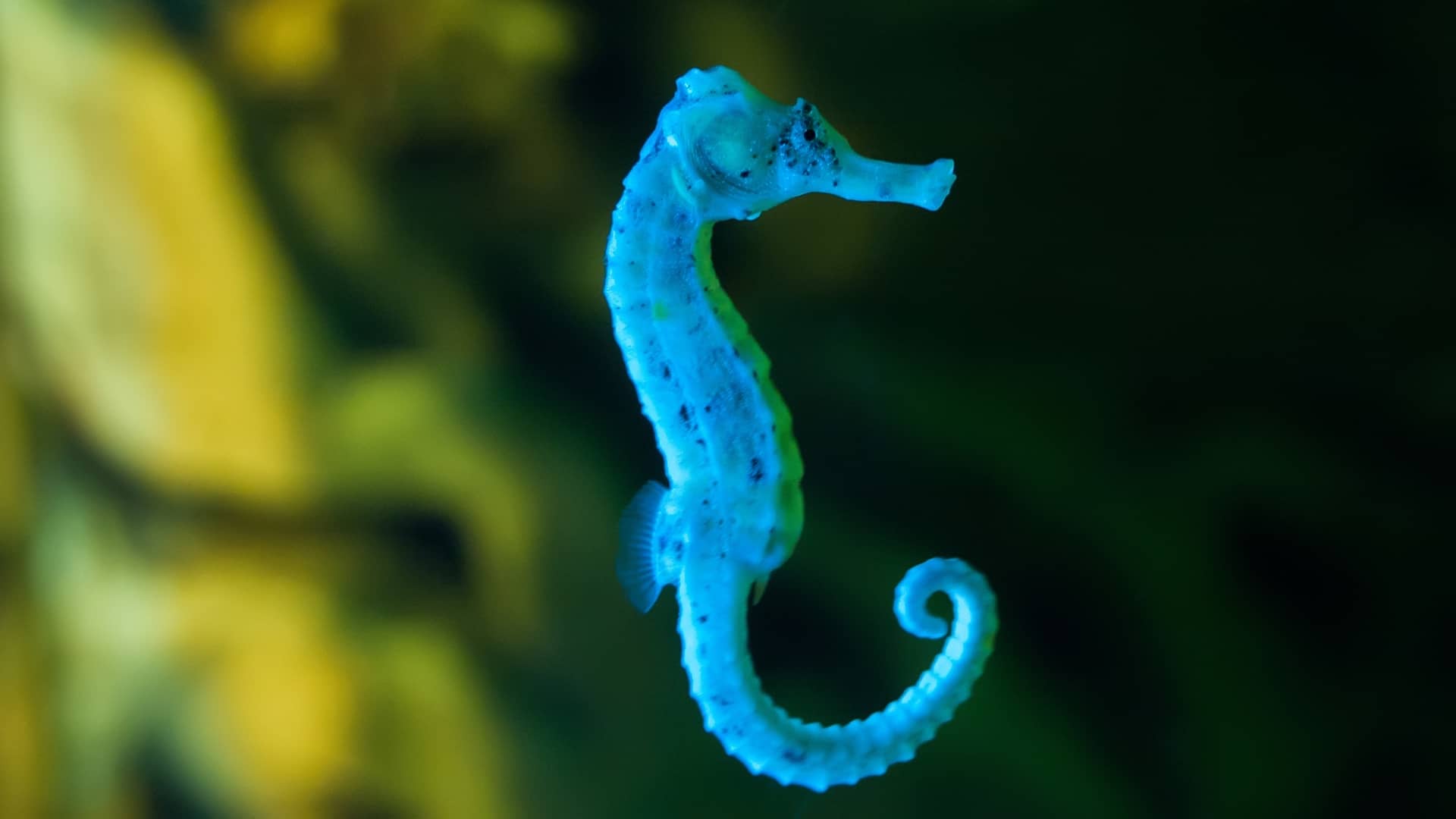 Seahorse