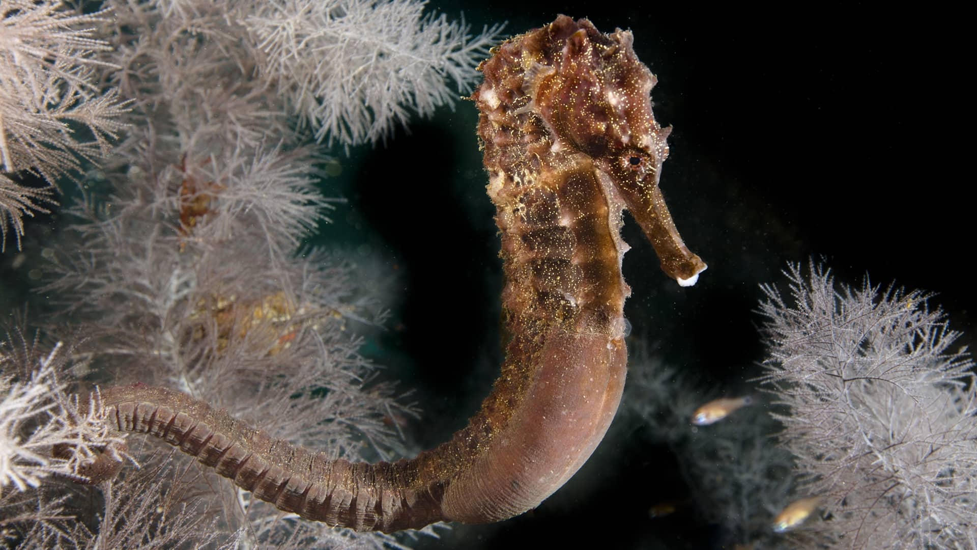 Seahorse